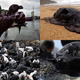 Illustration for article titled Study Finds Marine Life Now Global Leader In Oil Imports